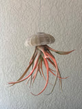 Jelly Fish Air Plant