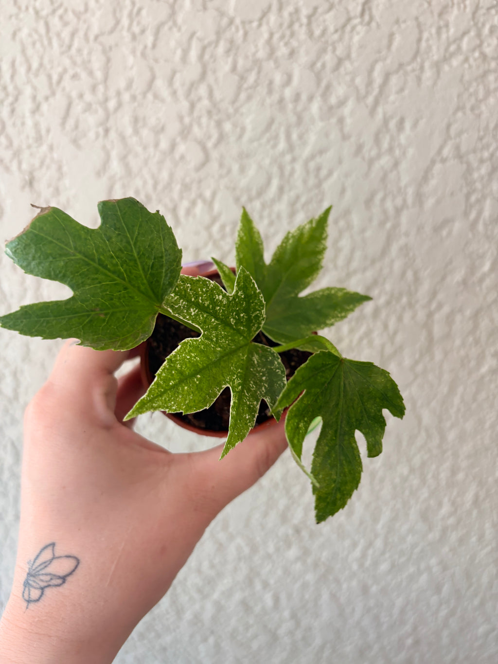 Fatsia Japonica
