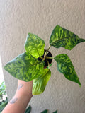 Homalomena Camouflage