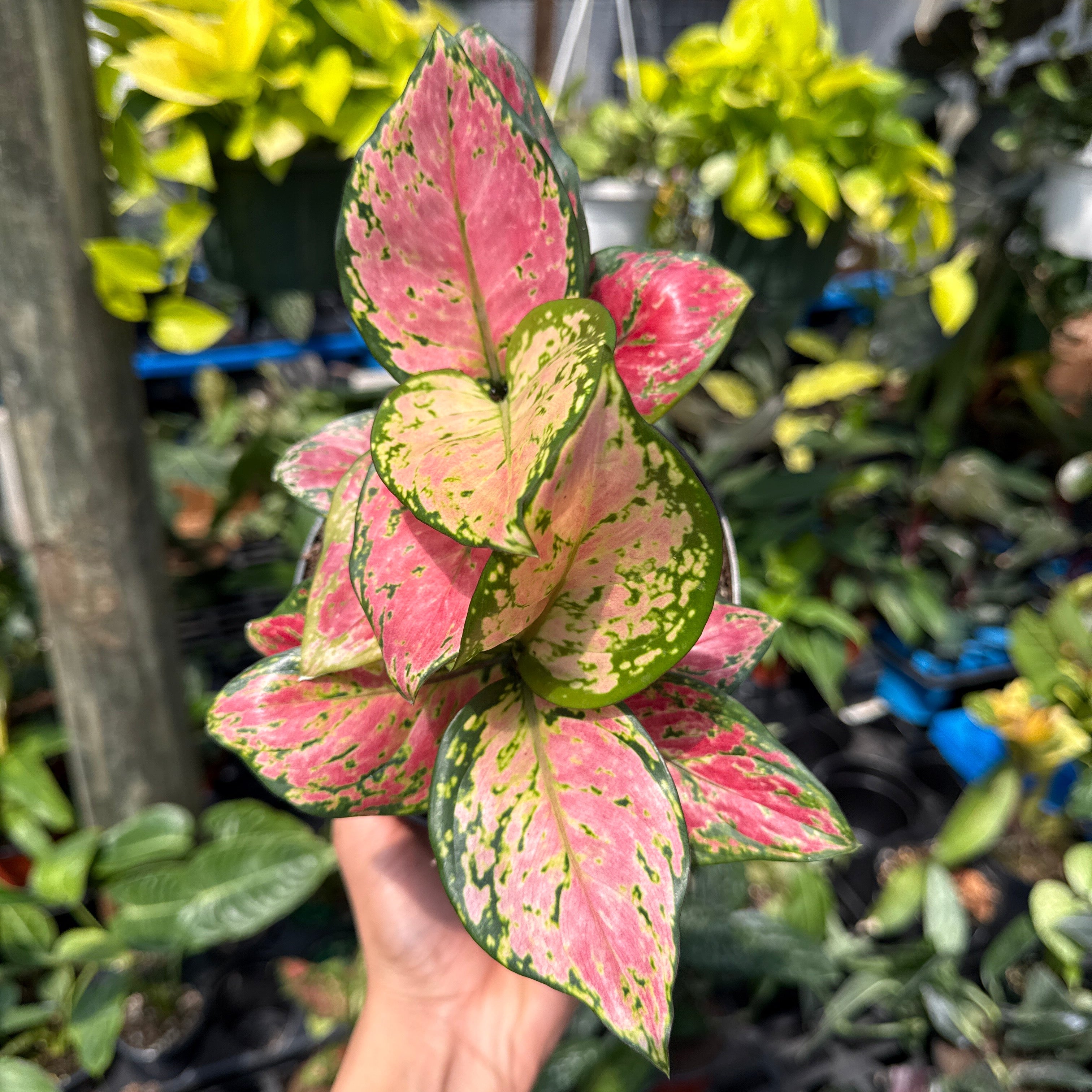 Aglaonema Lady Valentine