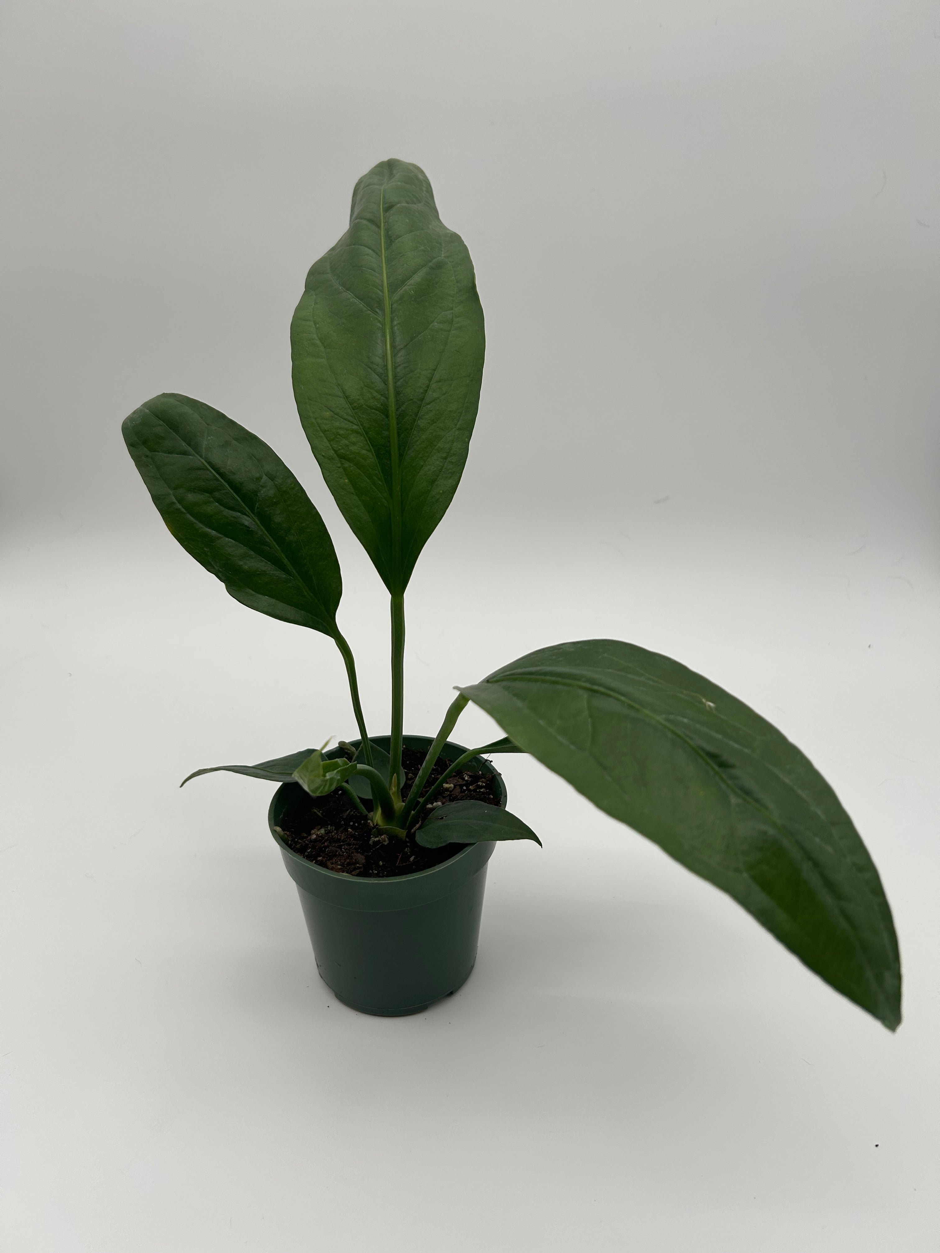 Anthurium Big Bill