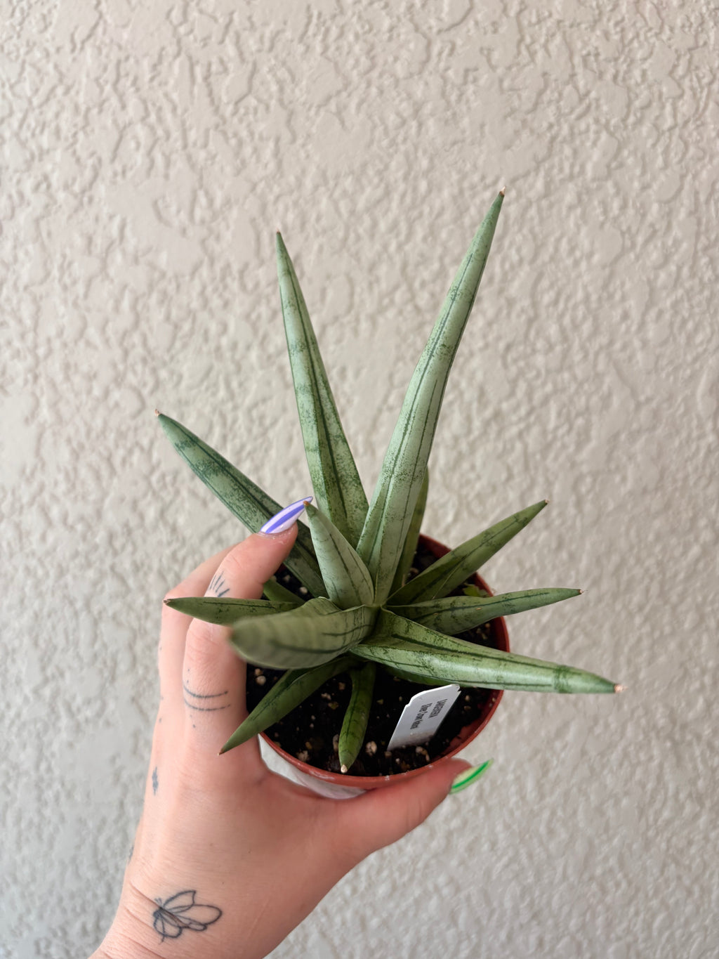 Snake Plant 'Silver Crown'