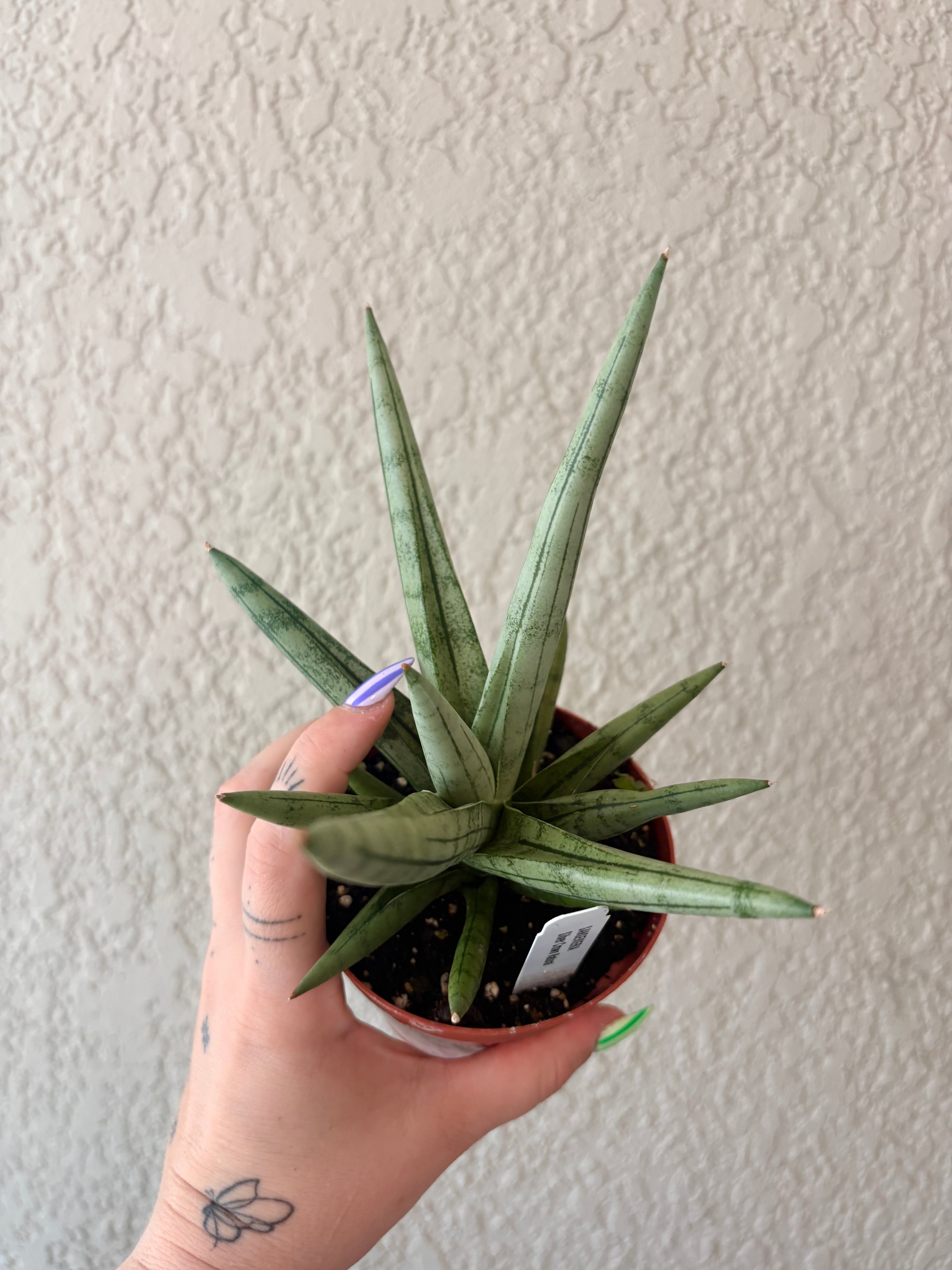Snake Plant 'Silver Crown'