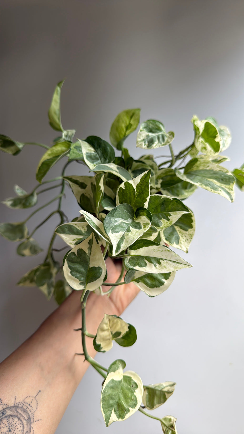 Pothos N'Joy