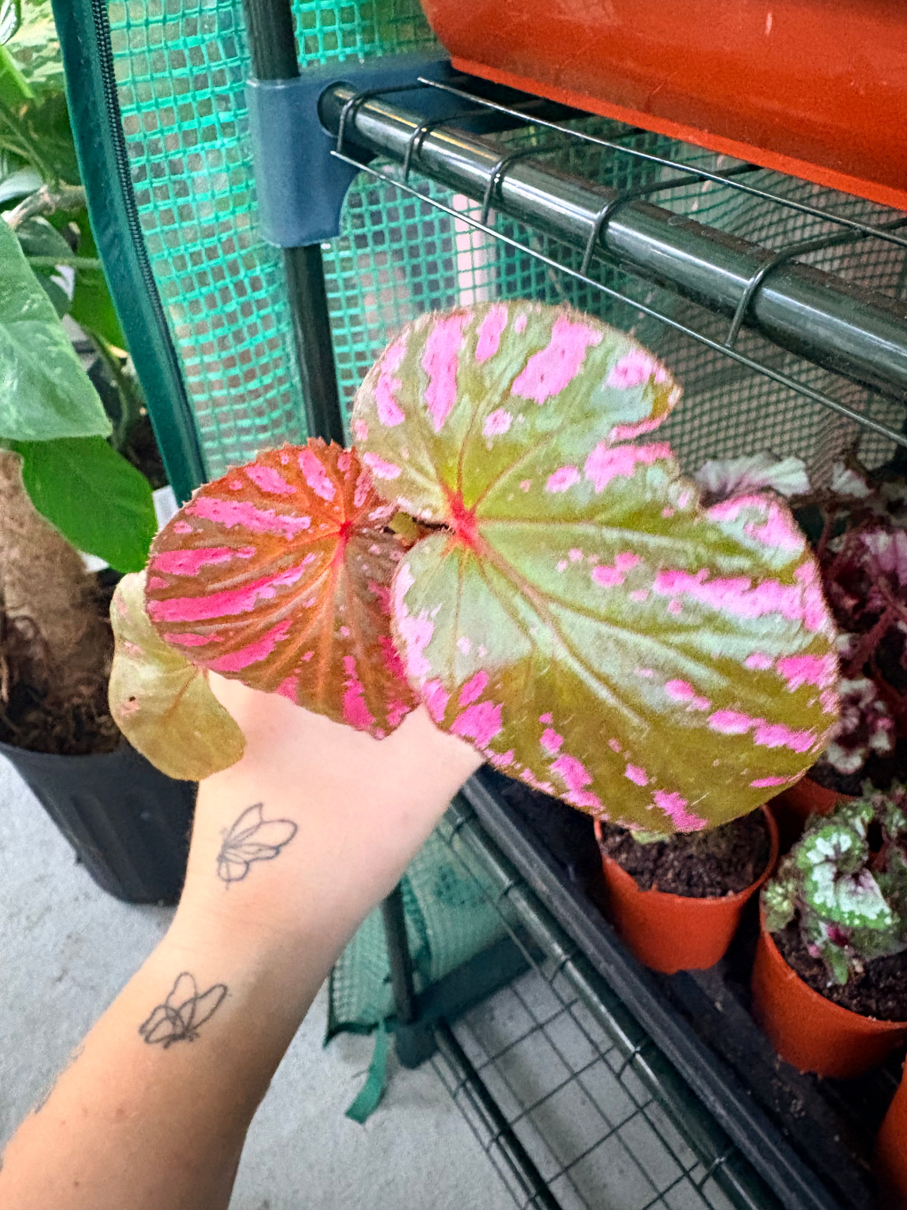Begonia Rex 4"