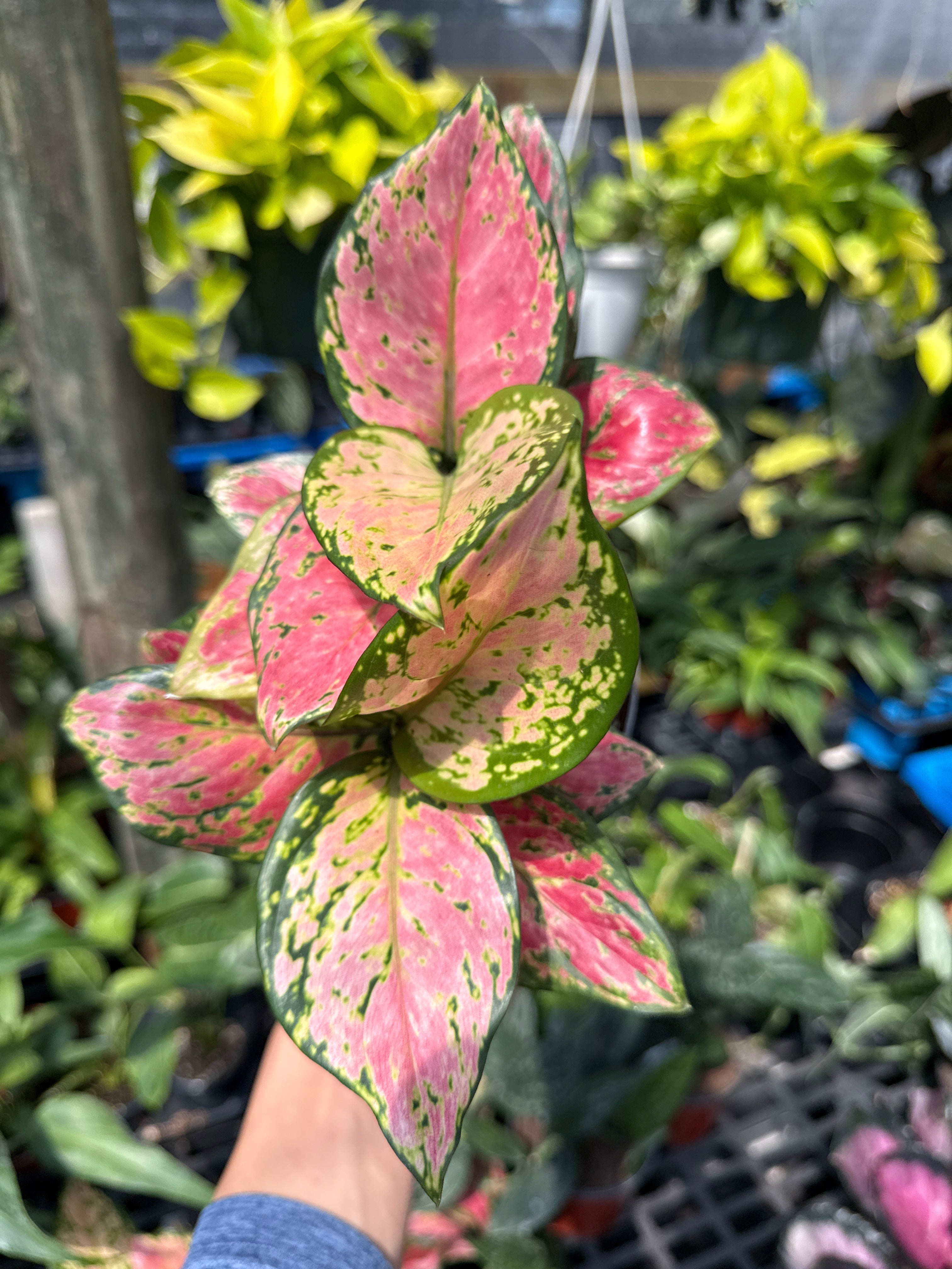 Aglaonema Lady Valentine