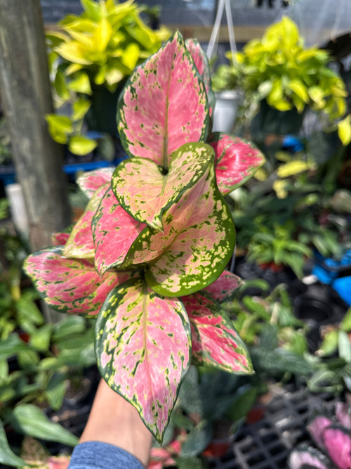 Aglaonema Lady Valentine