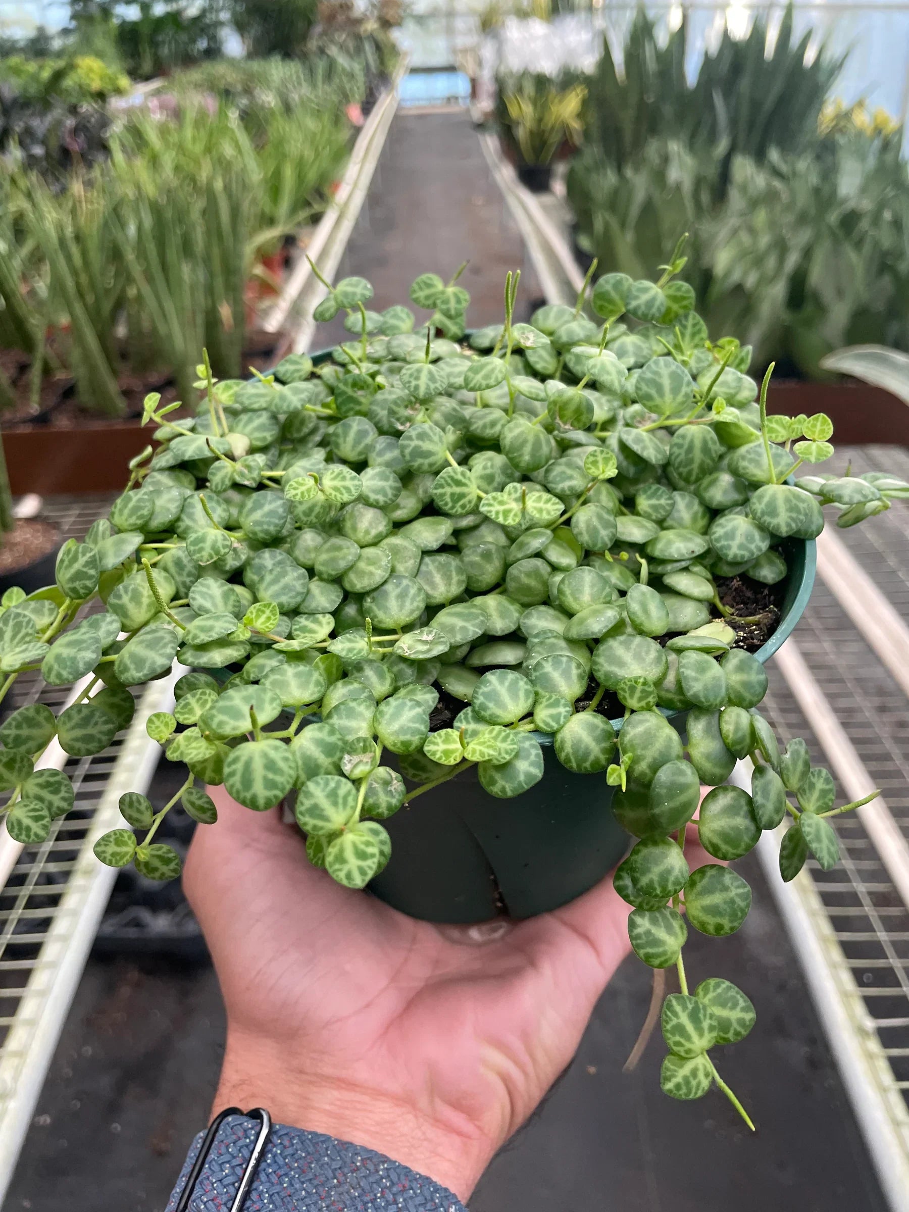 String of Turtles 4"