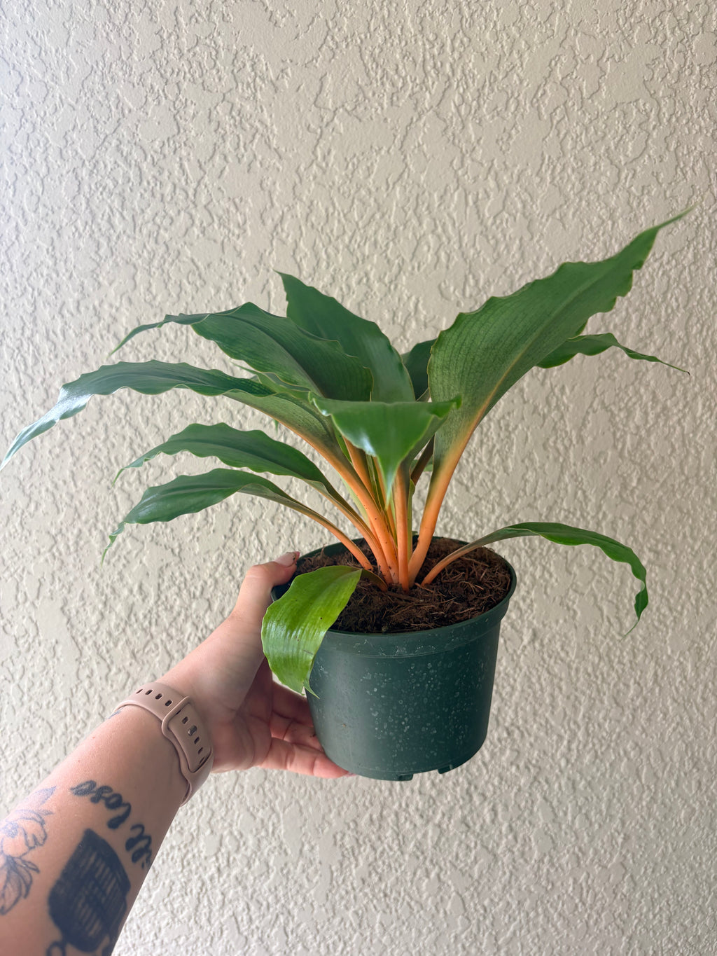 Spider Plant 'Fire Flash'