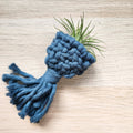 Air Plant Holder Magnet w/ Air Plant