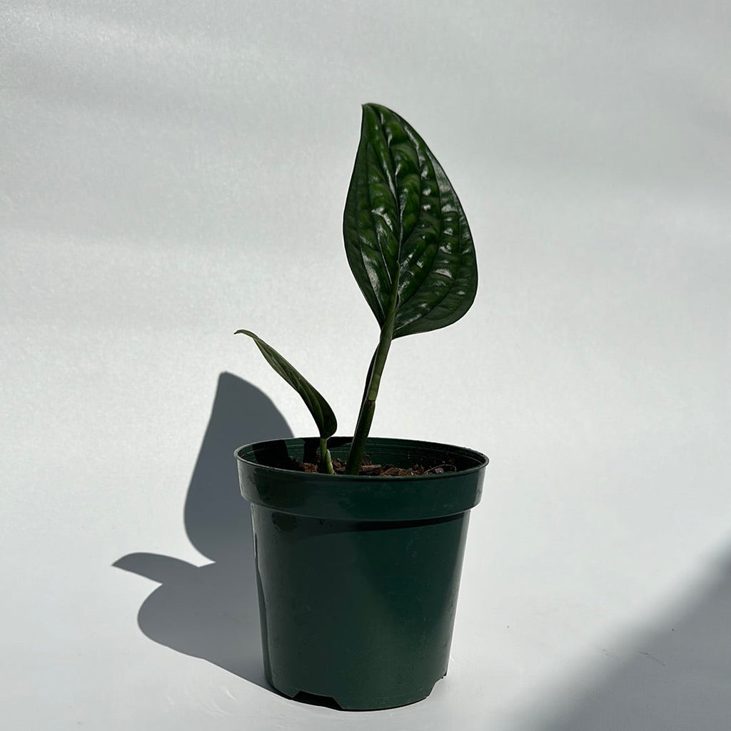Monstera Peru