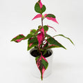 Alternanthera 'Party Time'