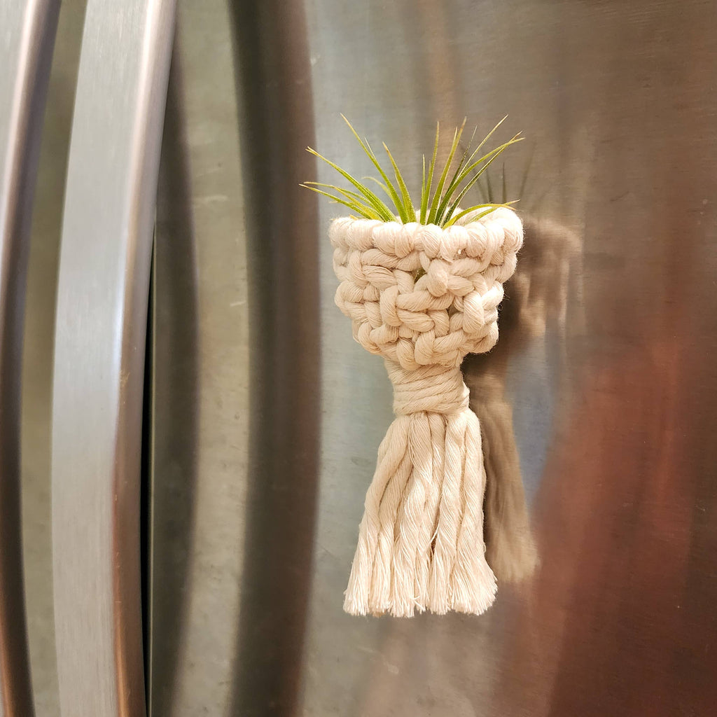 Air Plant Holder Magnet w/ Air Plant