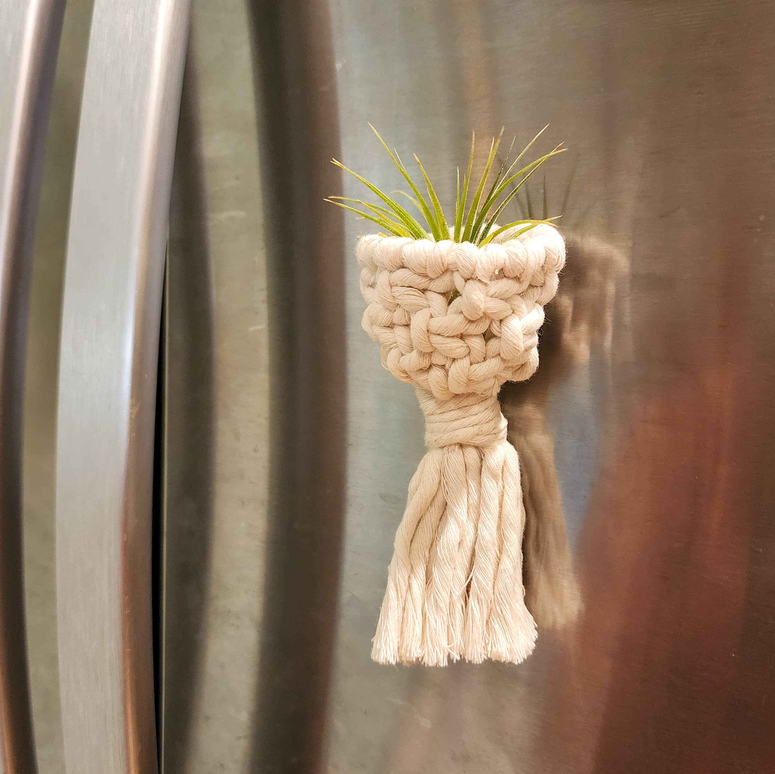 Air Plant Holder Magnet w/ Air Plant