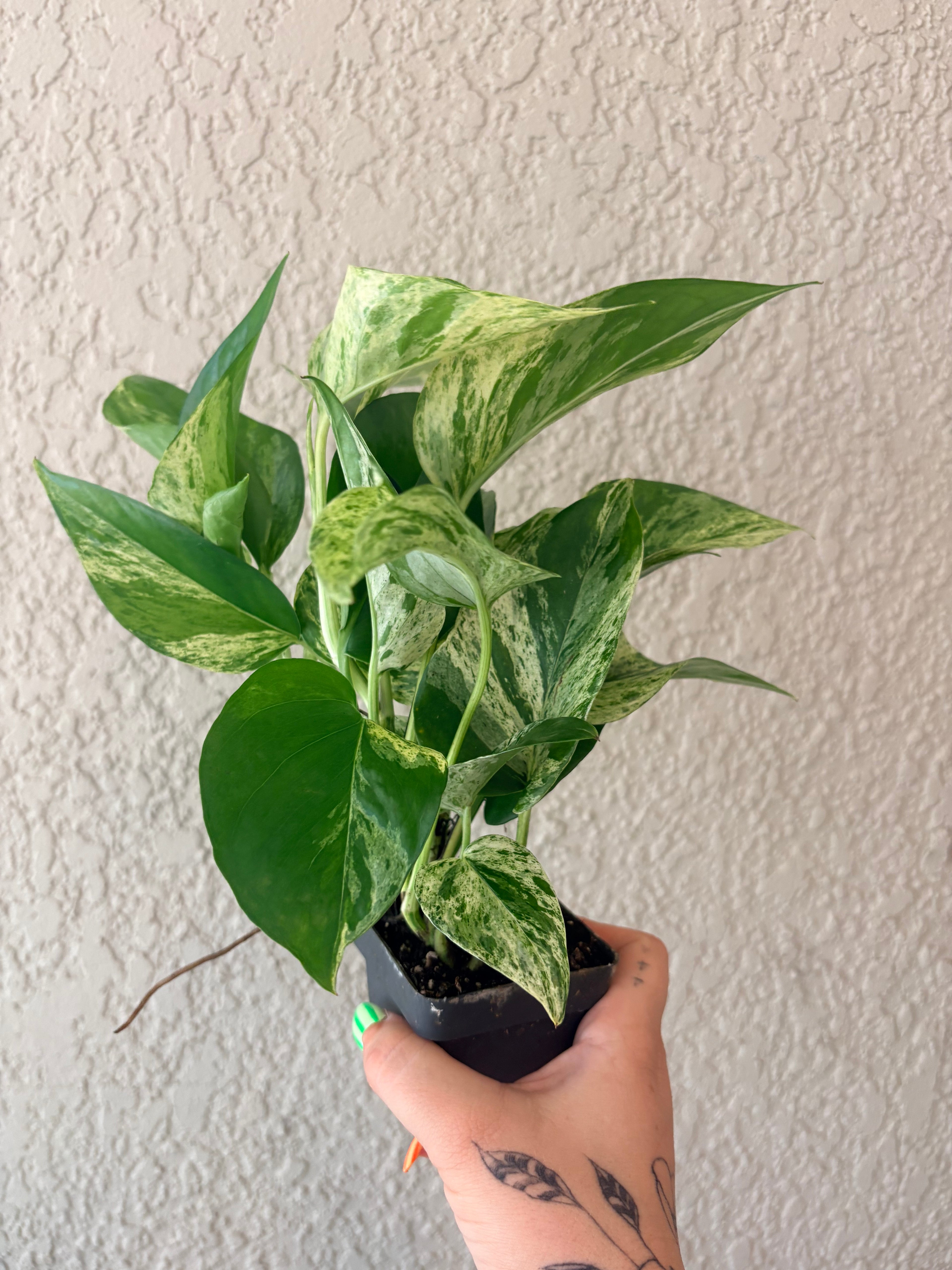 Pothos 'Neon Queen'