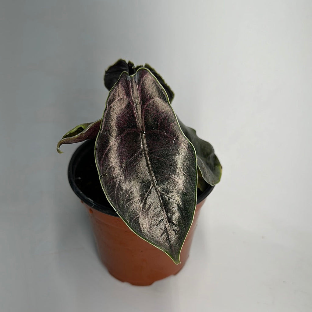 Alocasia Azlanii