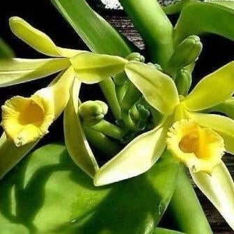 Vanilla Orchid (Aurea) Inner Variegated