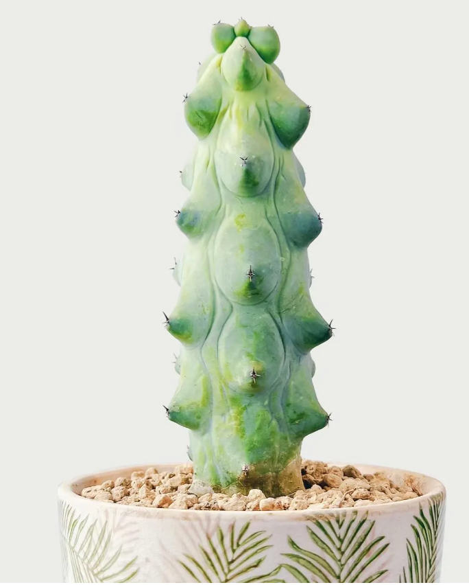 Boobie Cactus