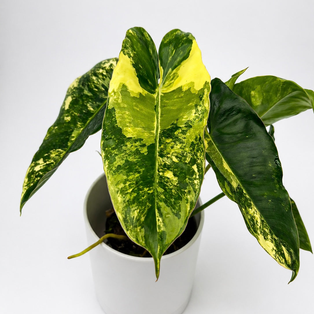 Philodendron Burle Marx Variegated