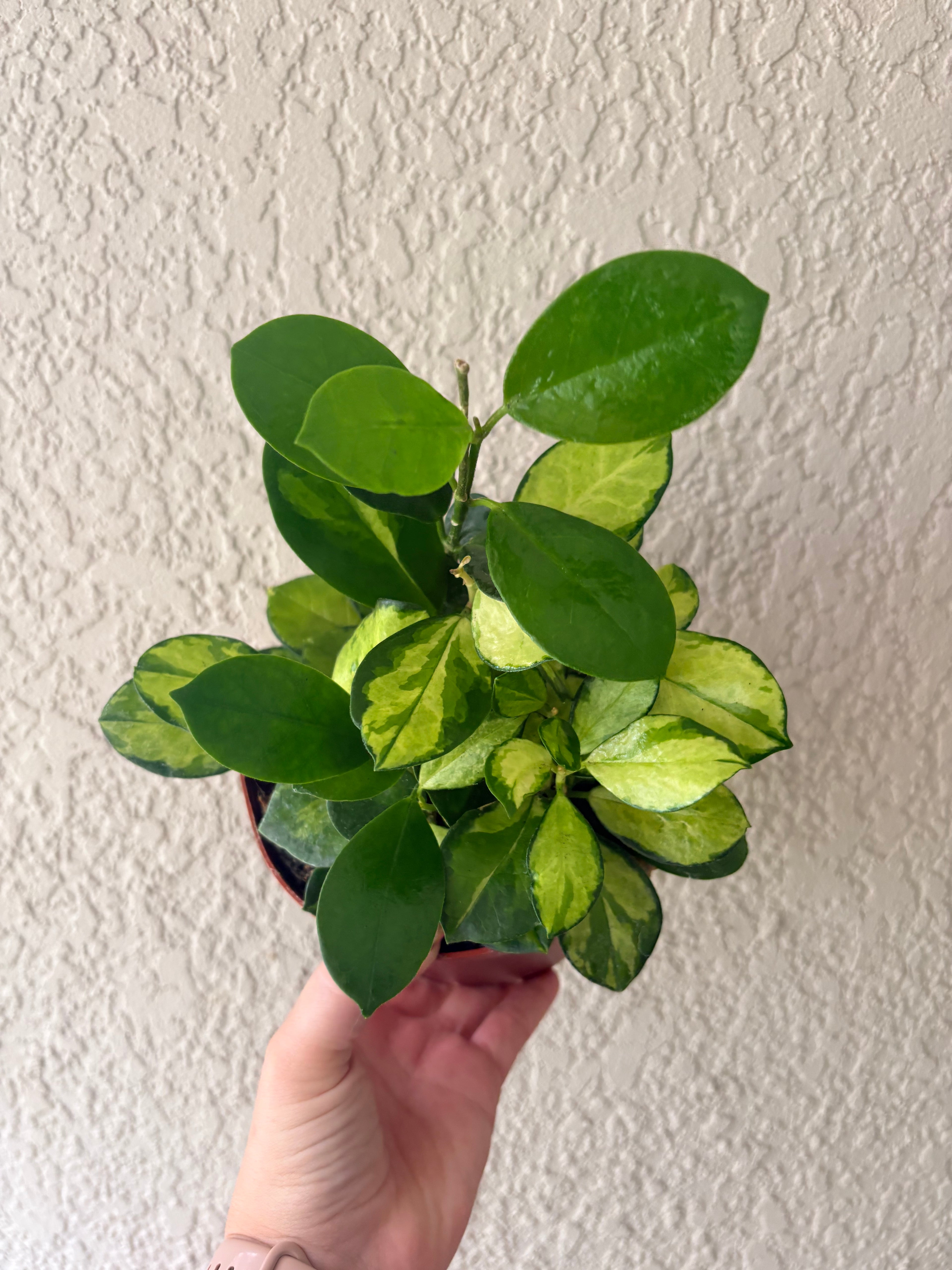 Hoya Australis 'Lisa'