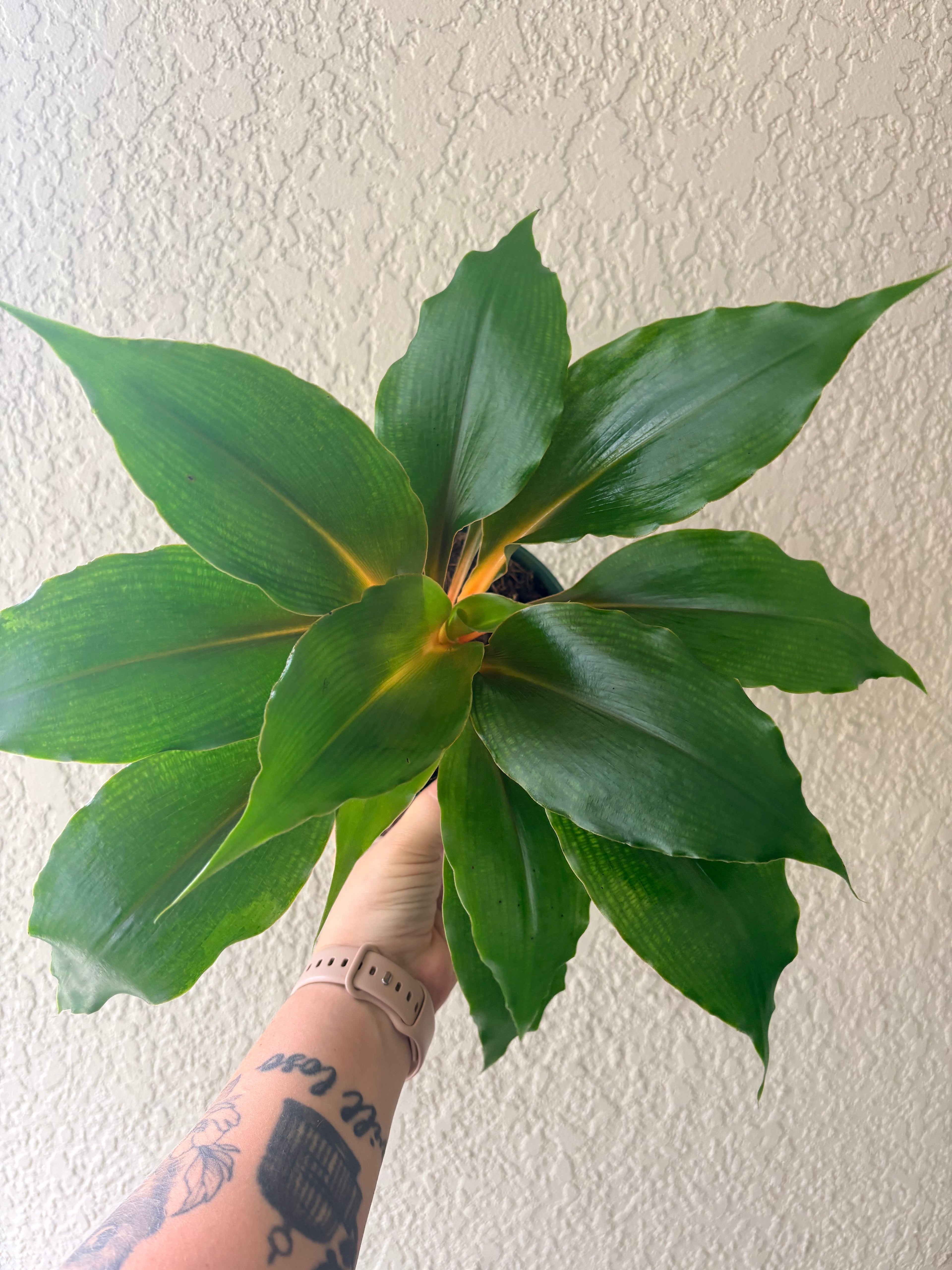 Spider Plant 'Fire Flash'