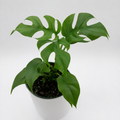 Rhaphidophora Tetrasperma (Mini Monstera)