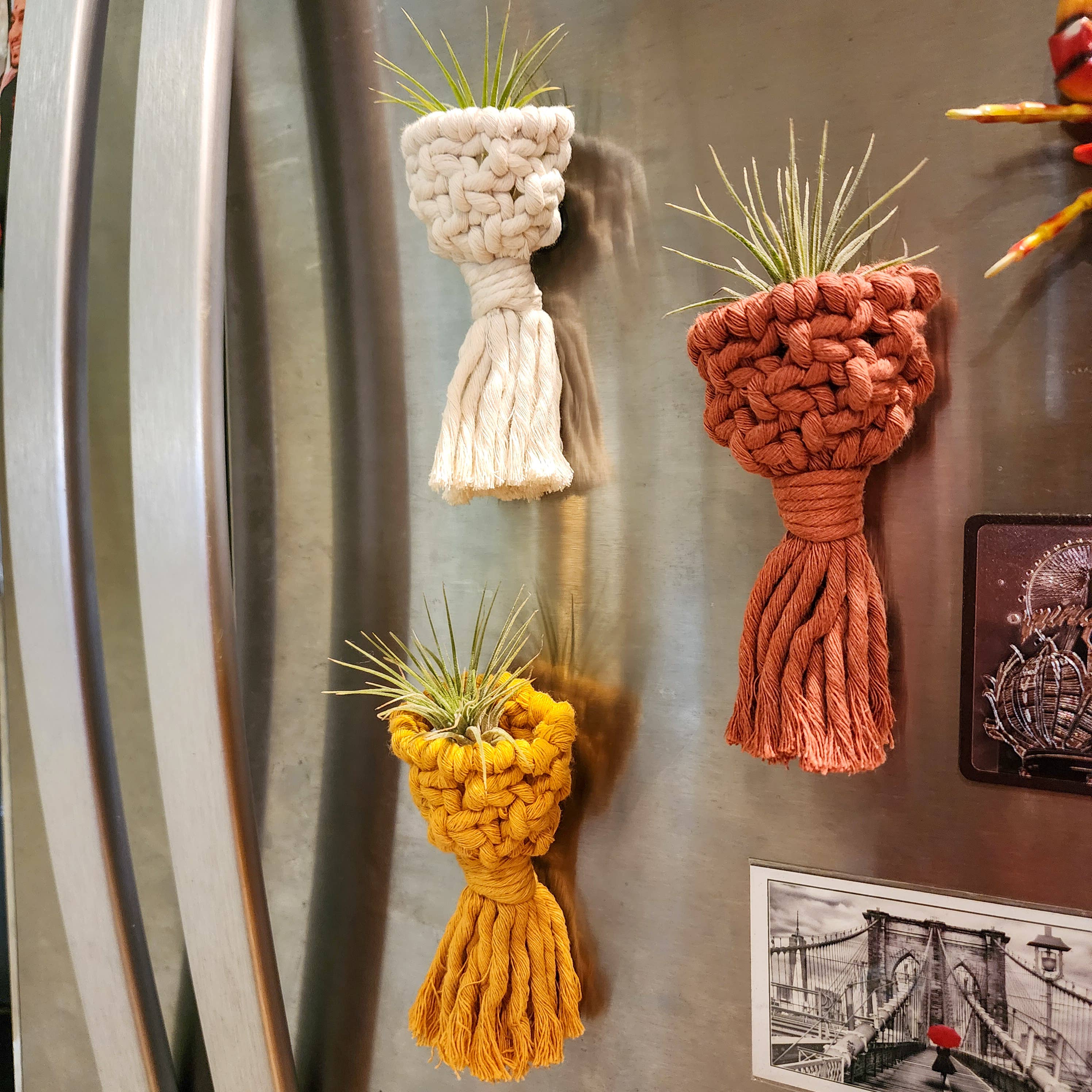 Air Plant Holder Magnet w/ Air Plant