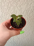 Jewel Orchid 3"