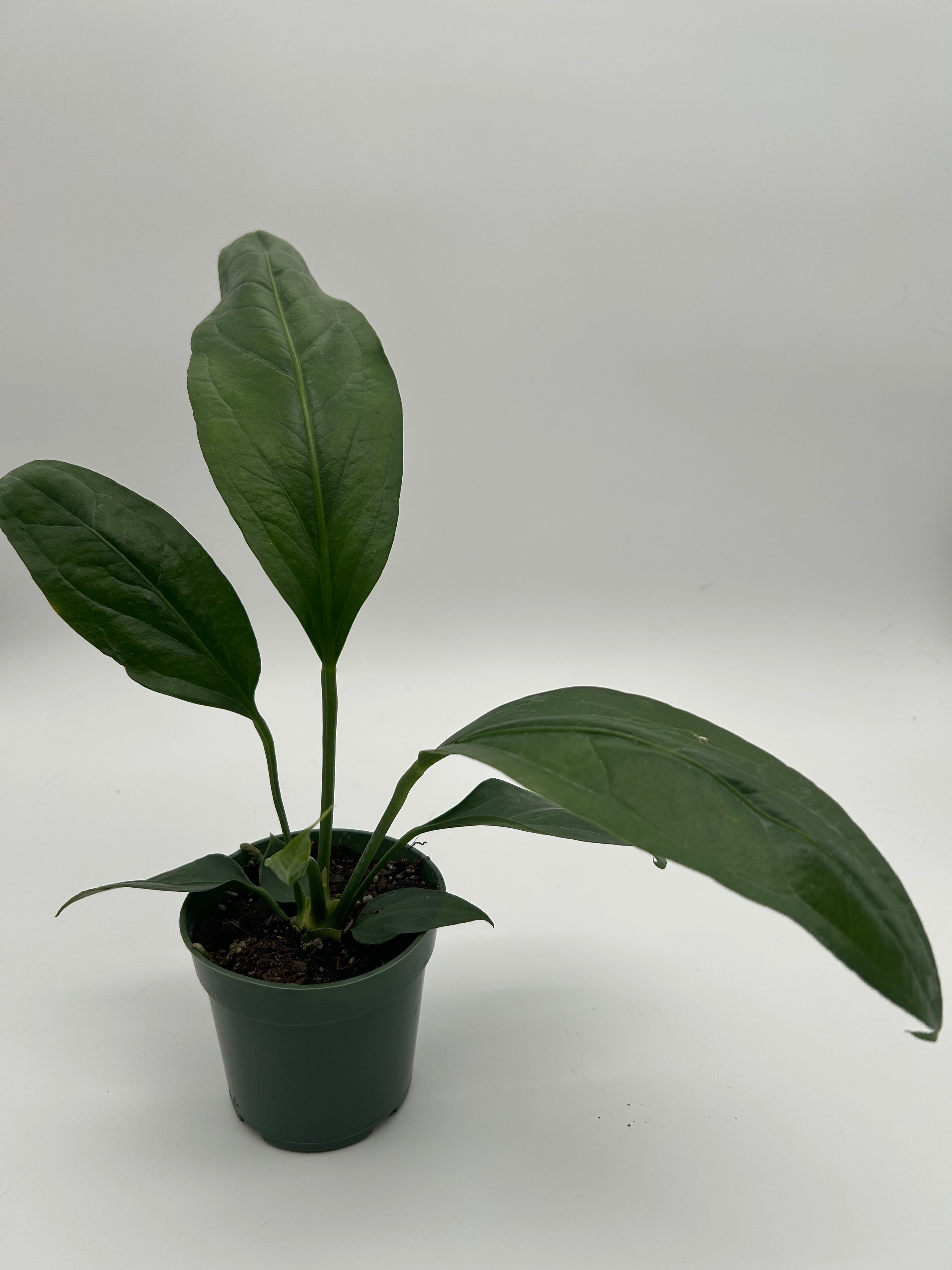 Anthurium Big Bill