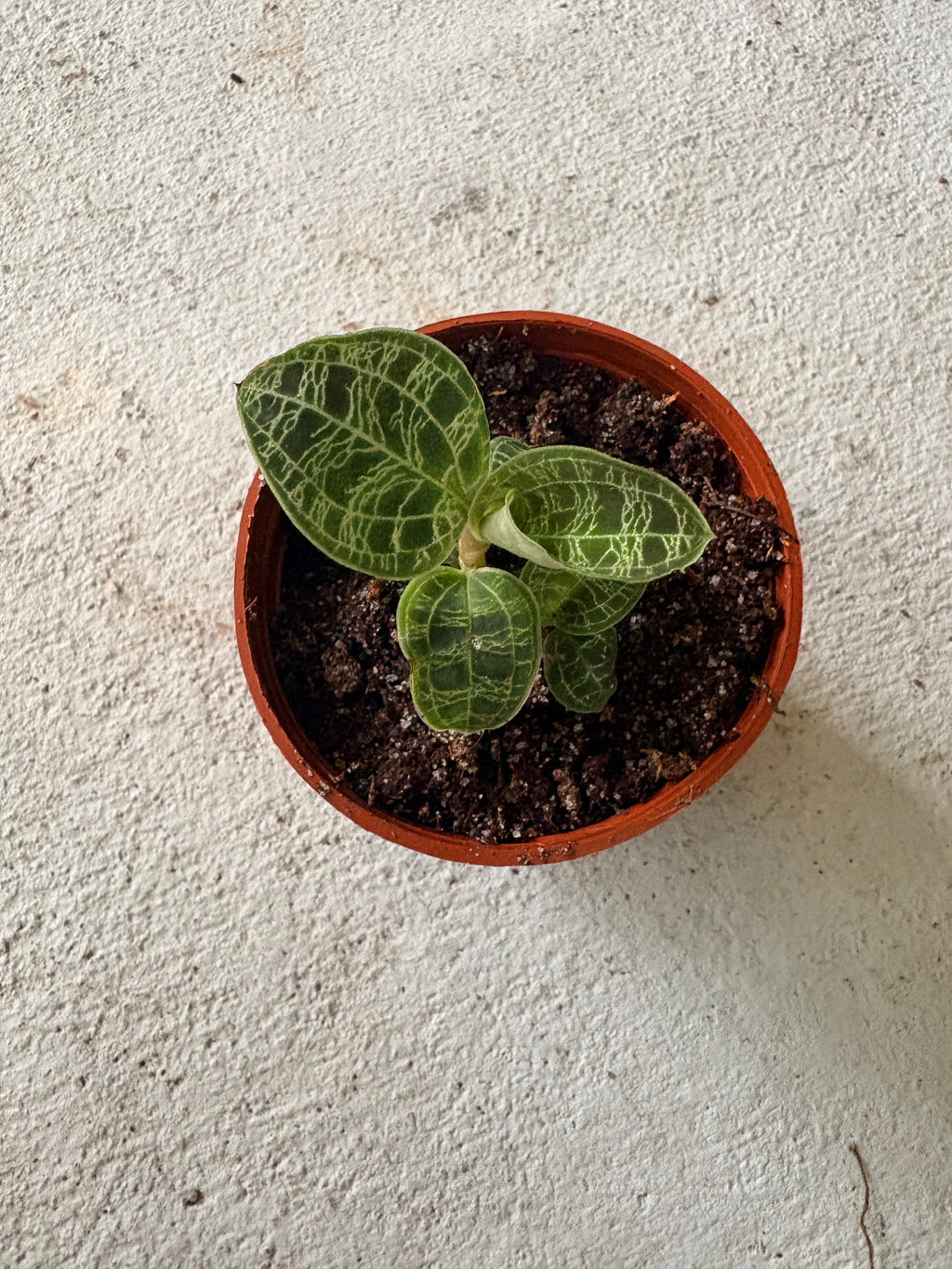 Jewel Orchid 3"