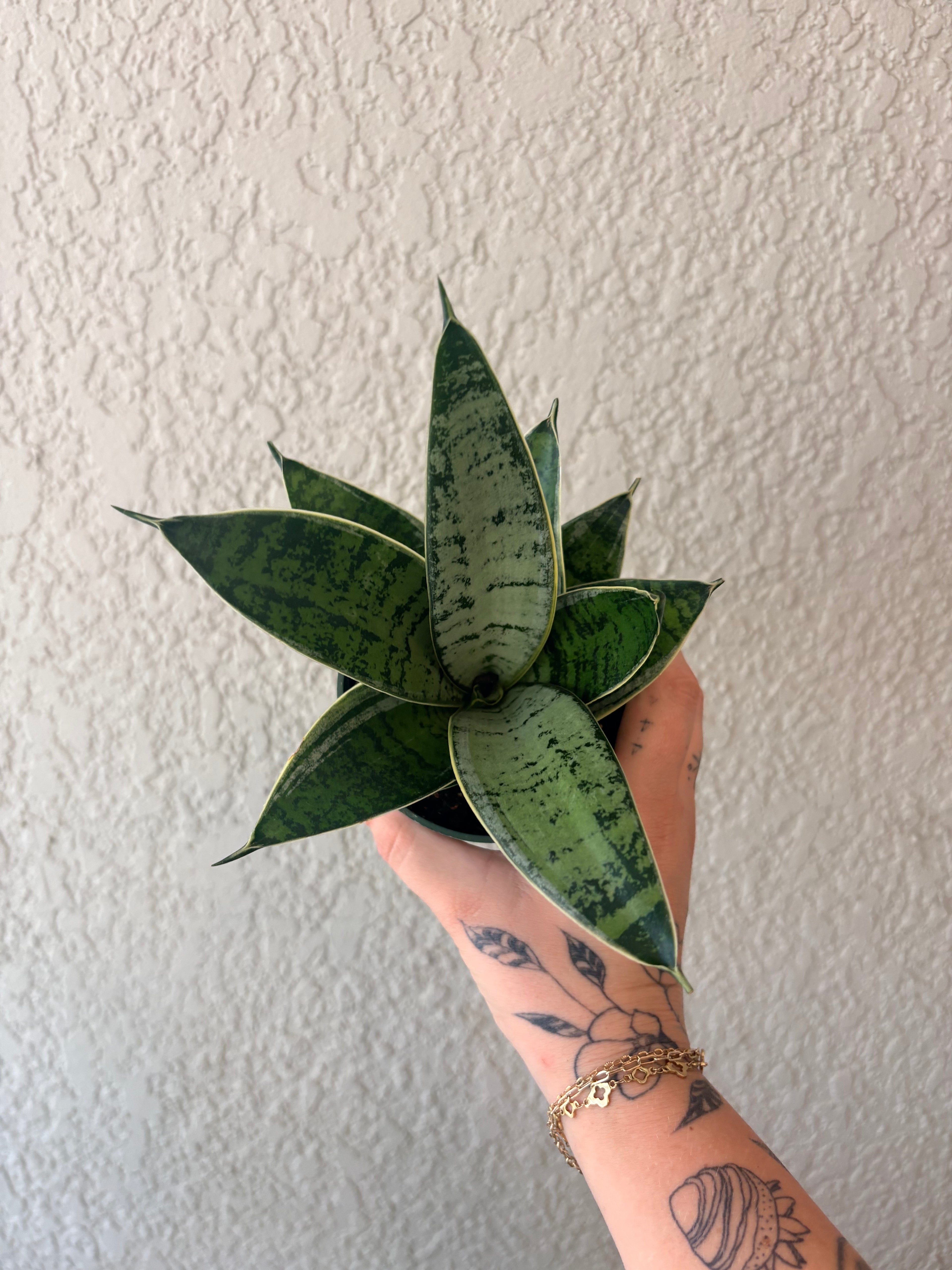 Snake Plant 'Misty Star'
