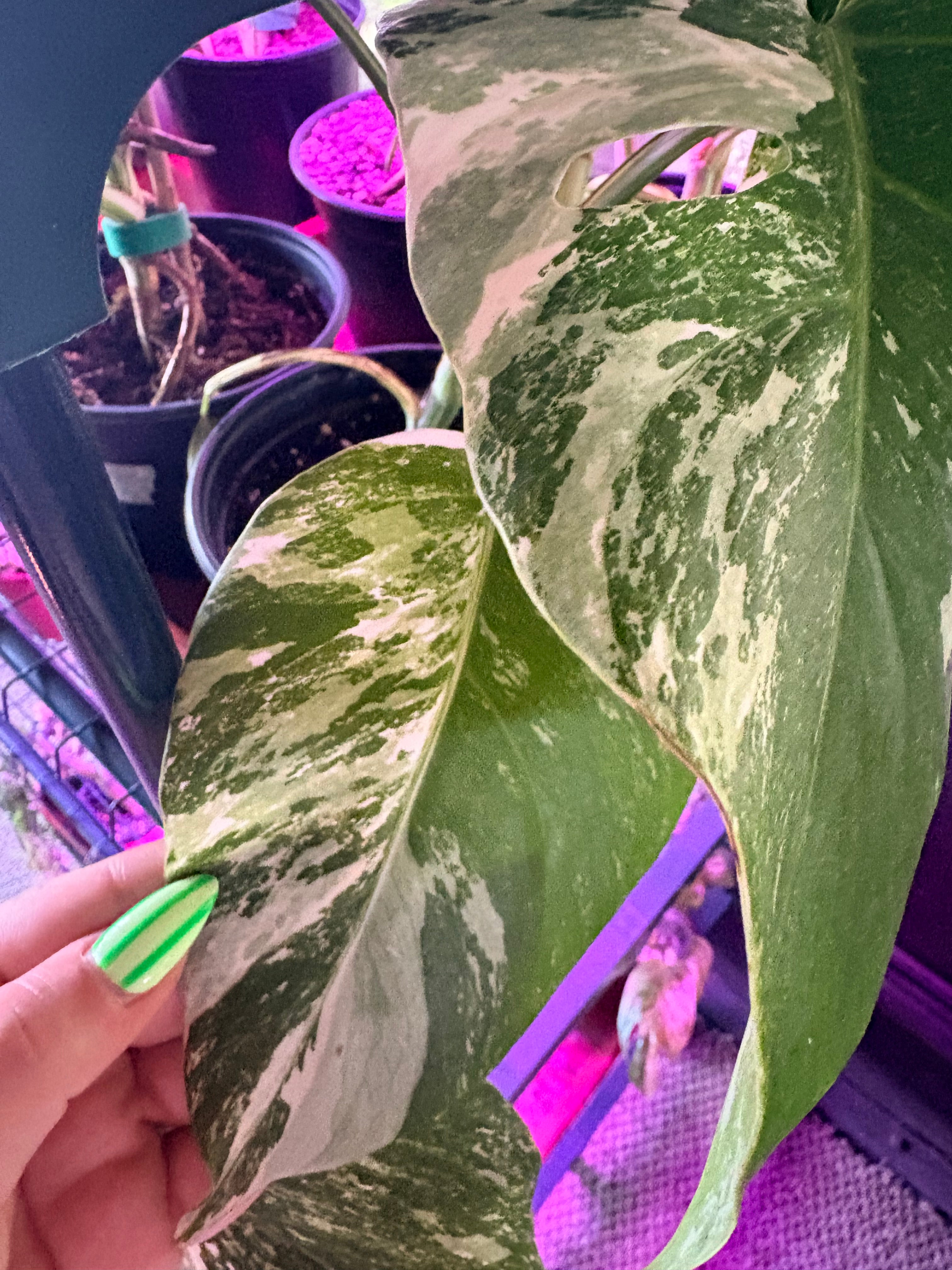 Monstera Albo