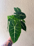 Alocasia 'Frydek'
