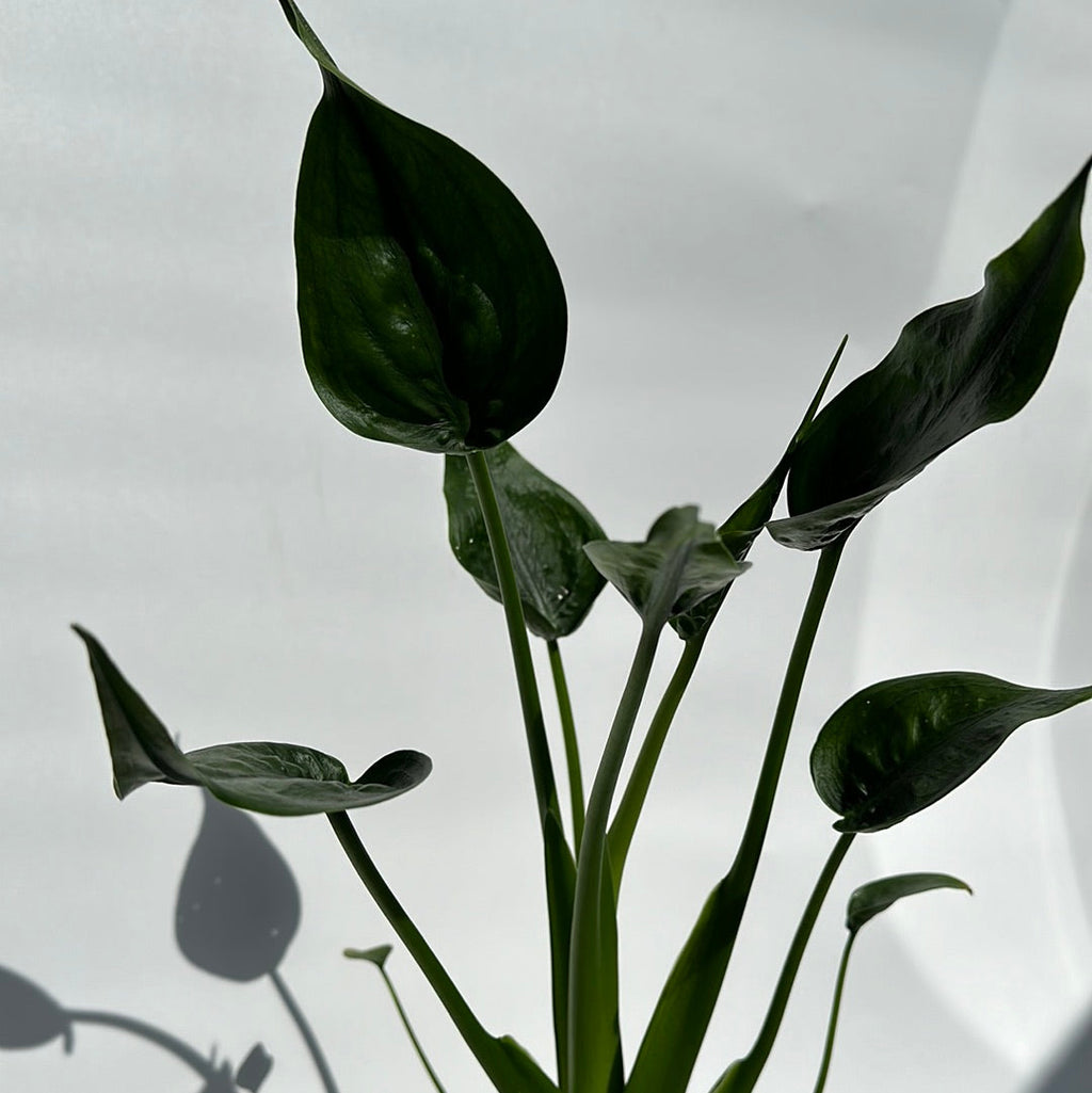 Alocasia Tiny Dancers
