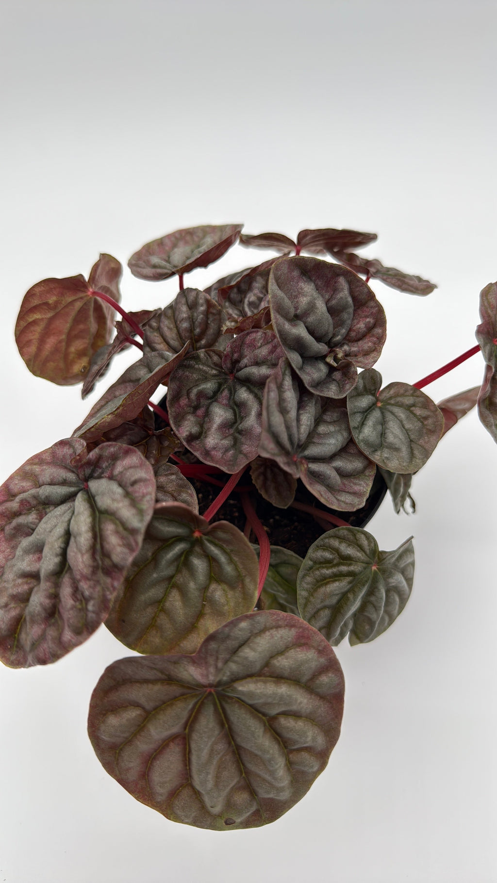 Peperomia Red Beauty Ripple Variegated