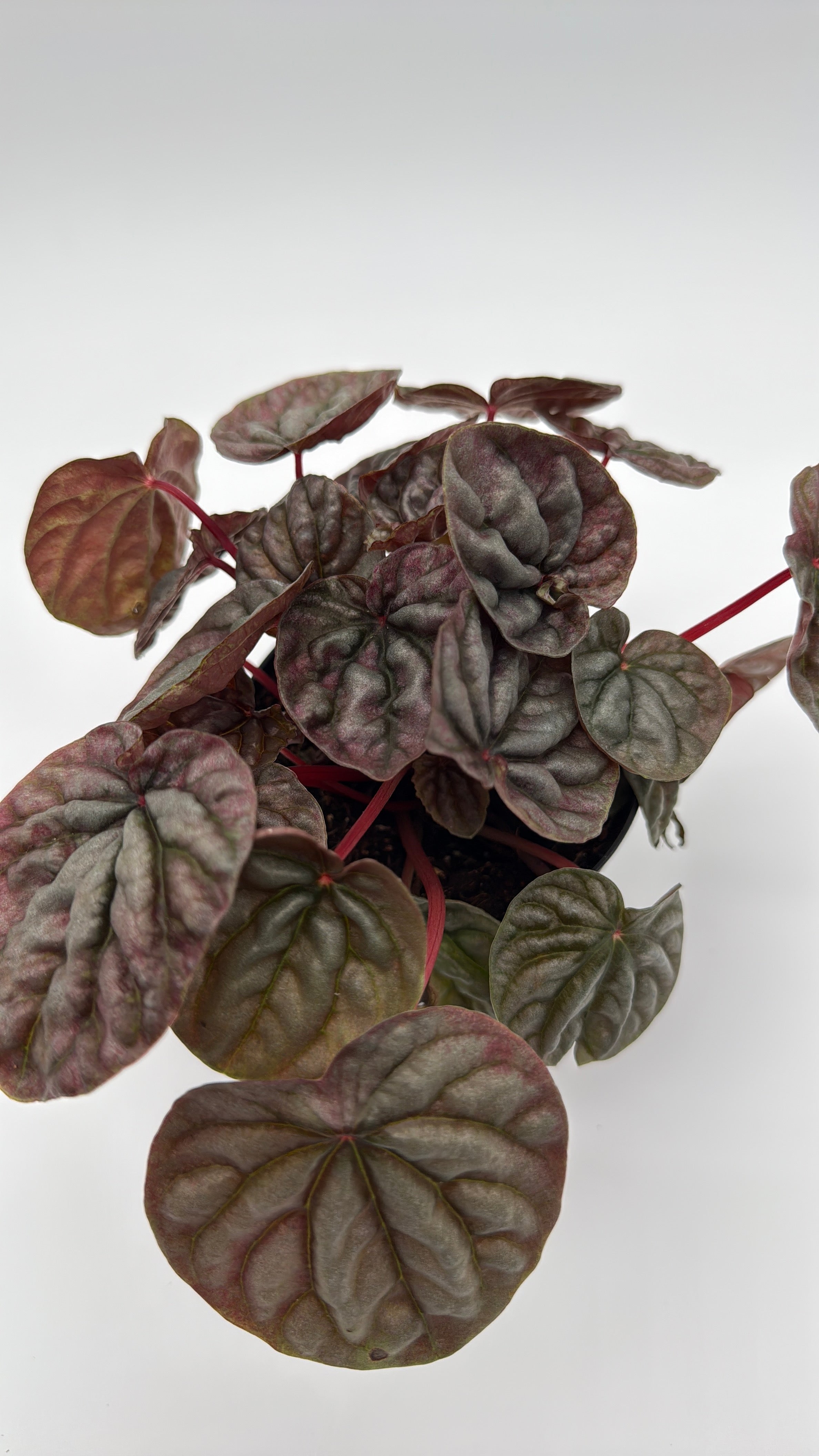 Peperomia Red Beauty Ripple Variegated