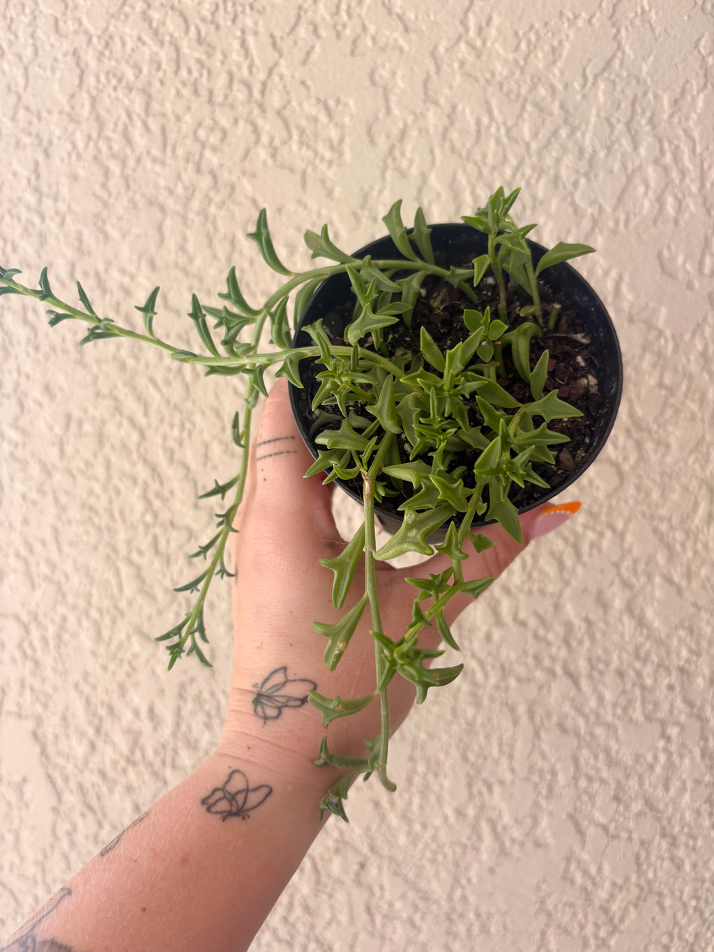 String of Dolphins