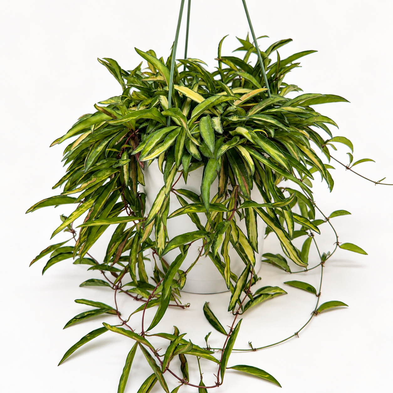 Tricolor Hoya Wayetti Variegated