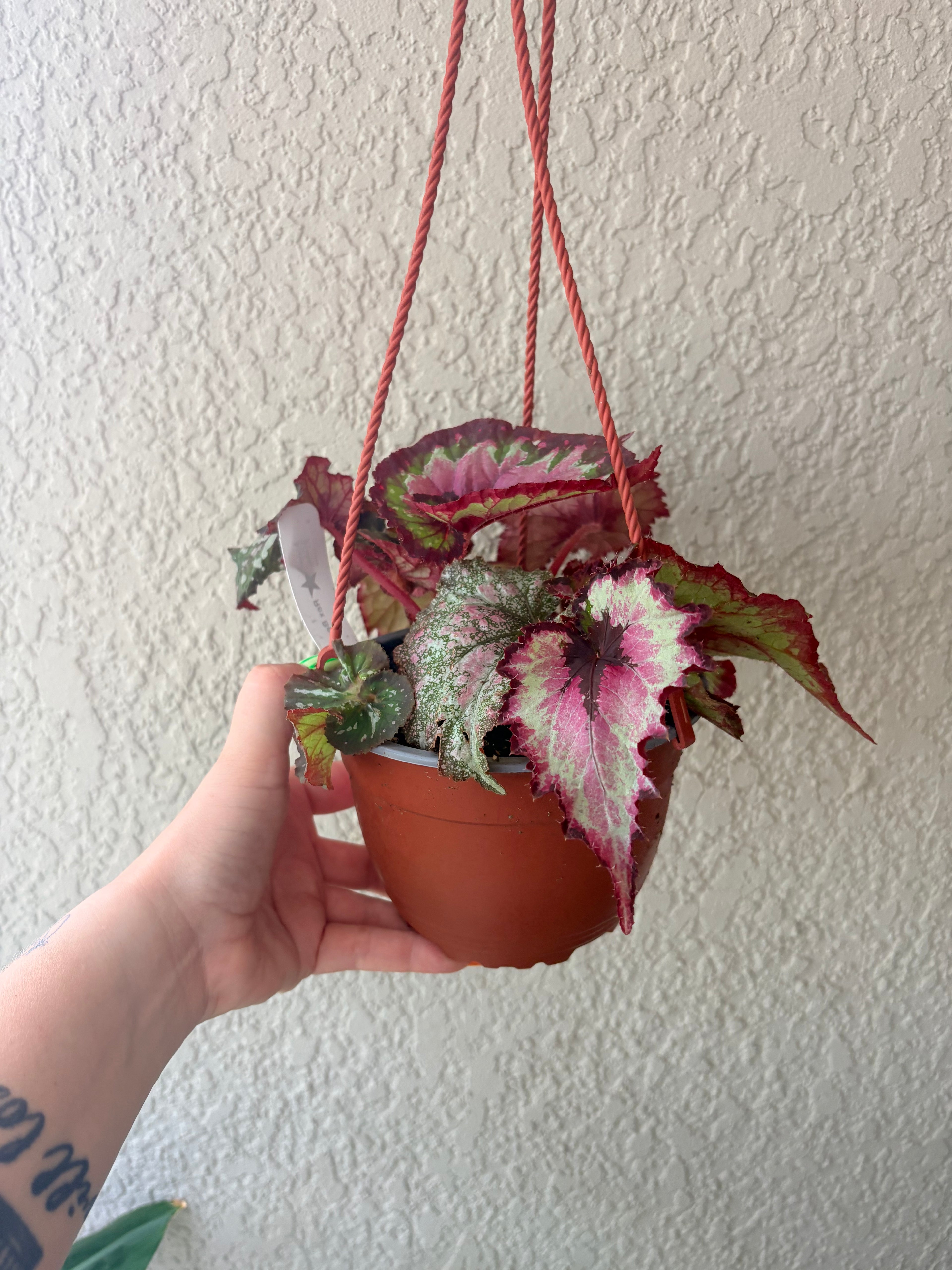 Begonia Rex 6"
