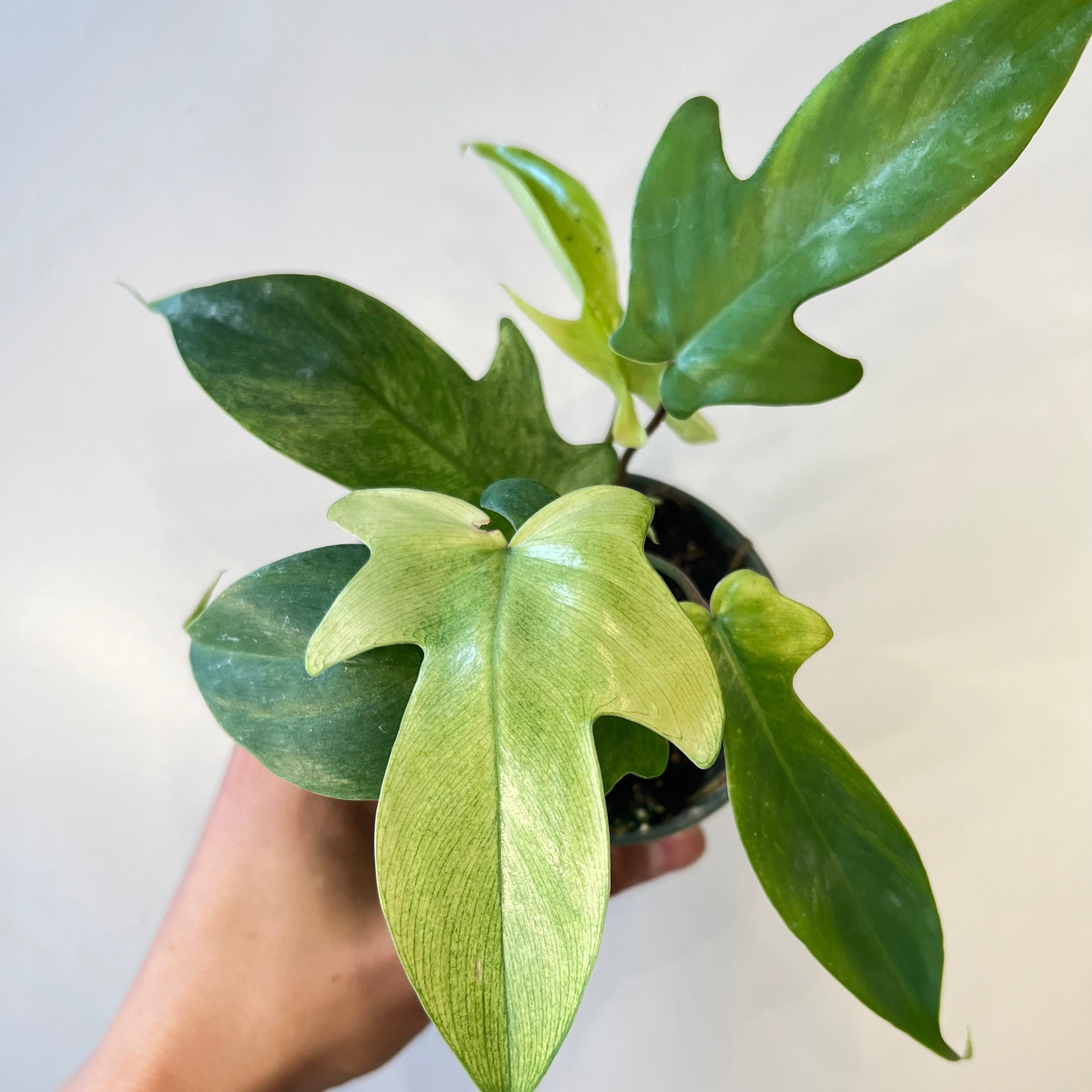 Philodendron Florida Ghost Mint