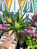 Aloe 'Solar Flare' 4"