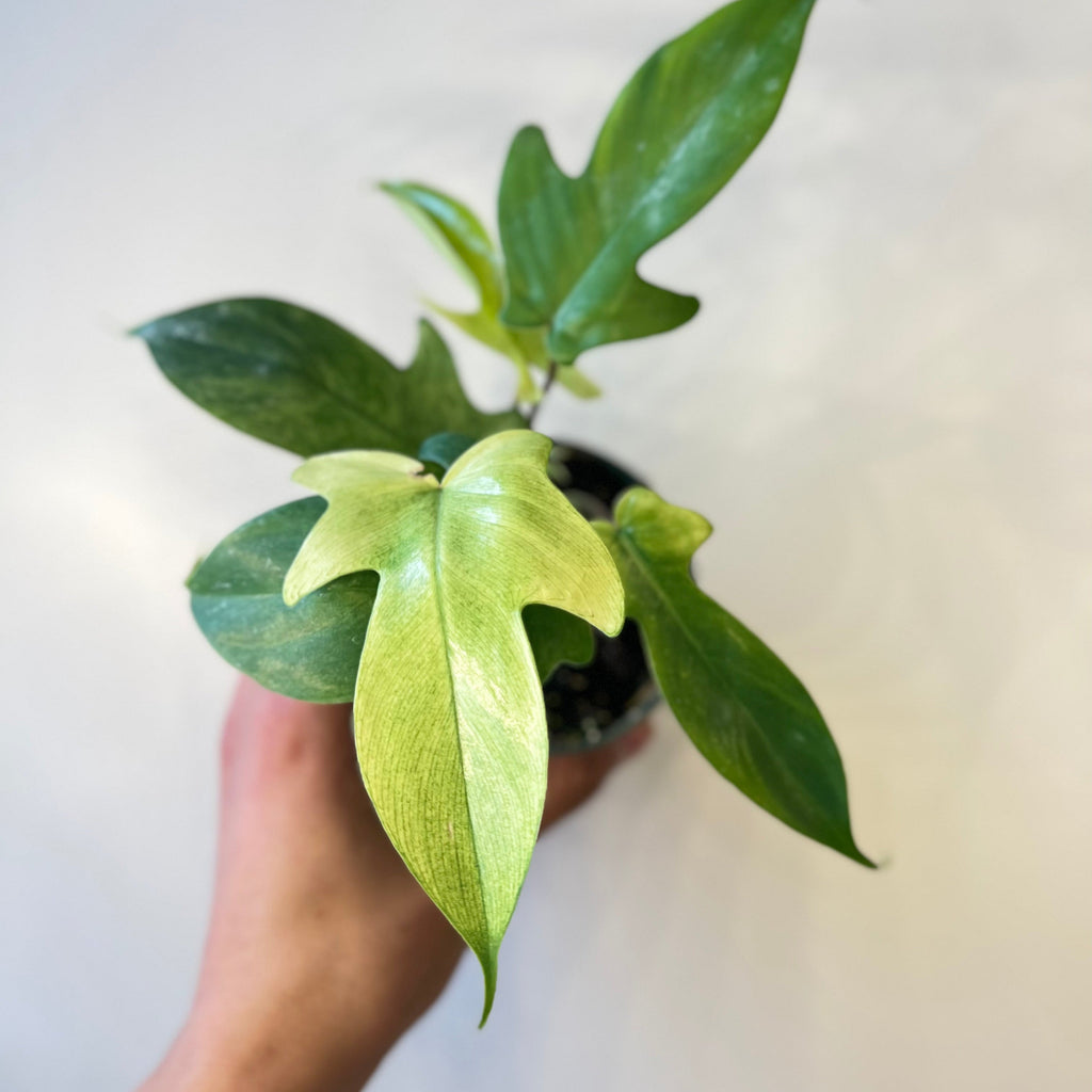 Philodendron Florida Ghost Mint