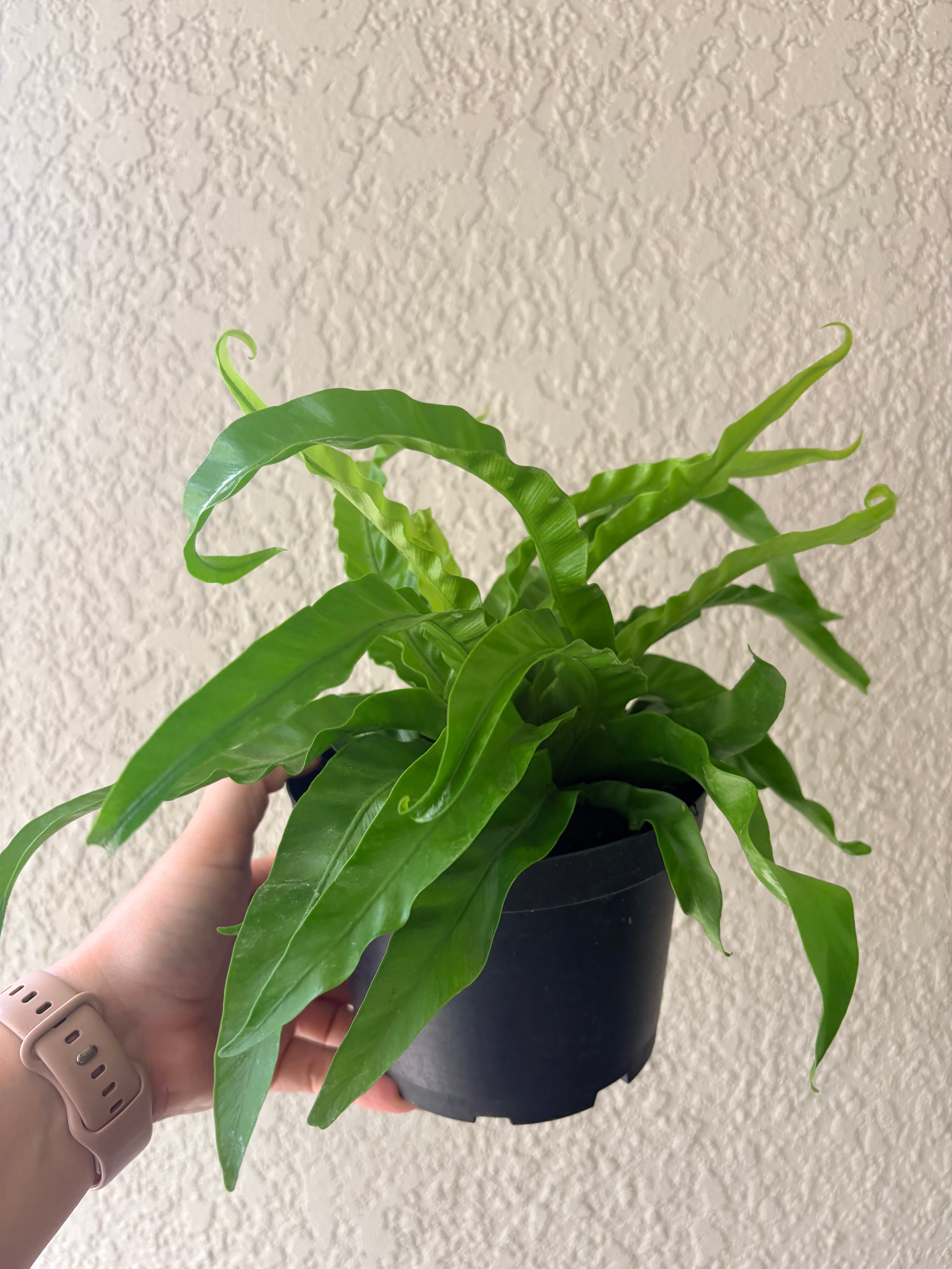 Hurricane Fern