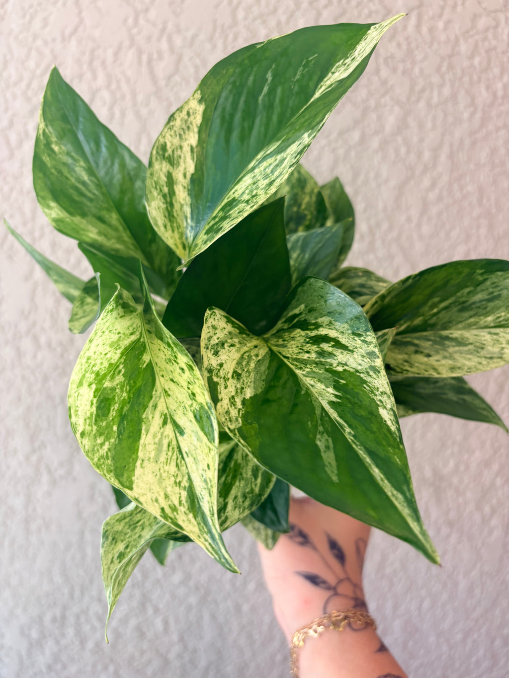 Pothos 'Neon Queen'
