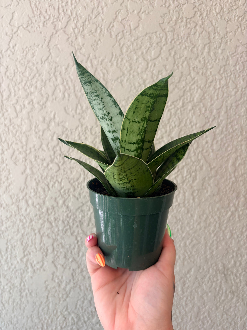Snake Plant 'Misty Star'