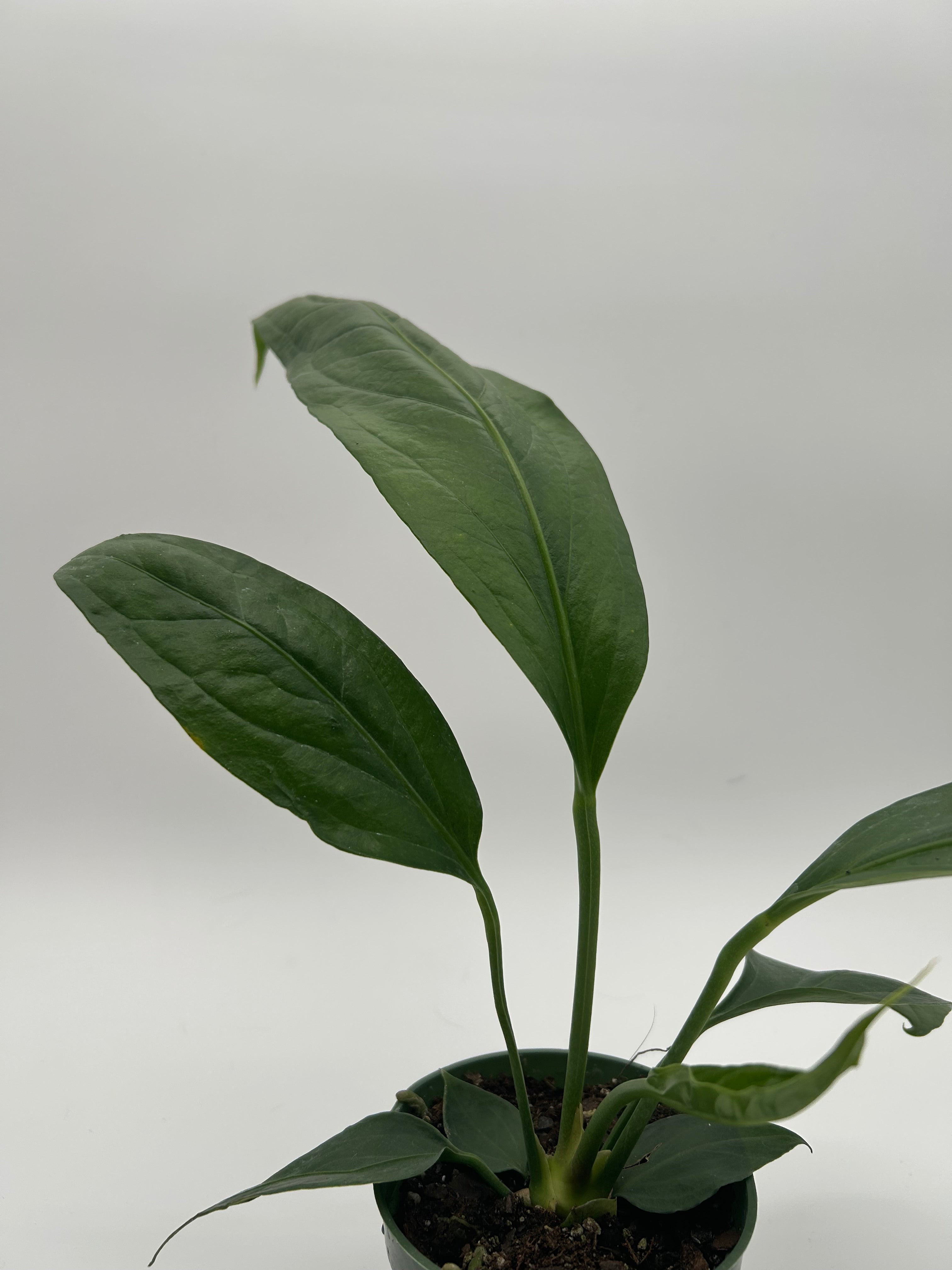 Anthurium Big Bill