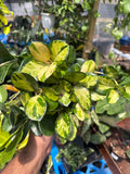 Hoya Austrailis Lisa