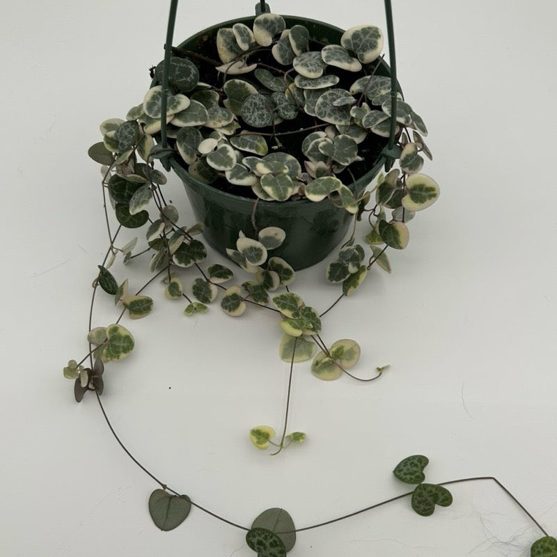 String of Hearts Variegated (Ceropegia) Hanging Basket