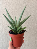 Snake Plant 'Silver Crown'