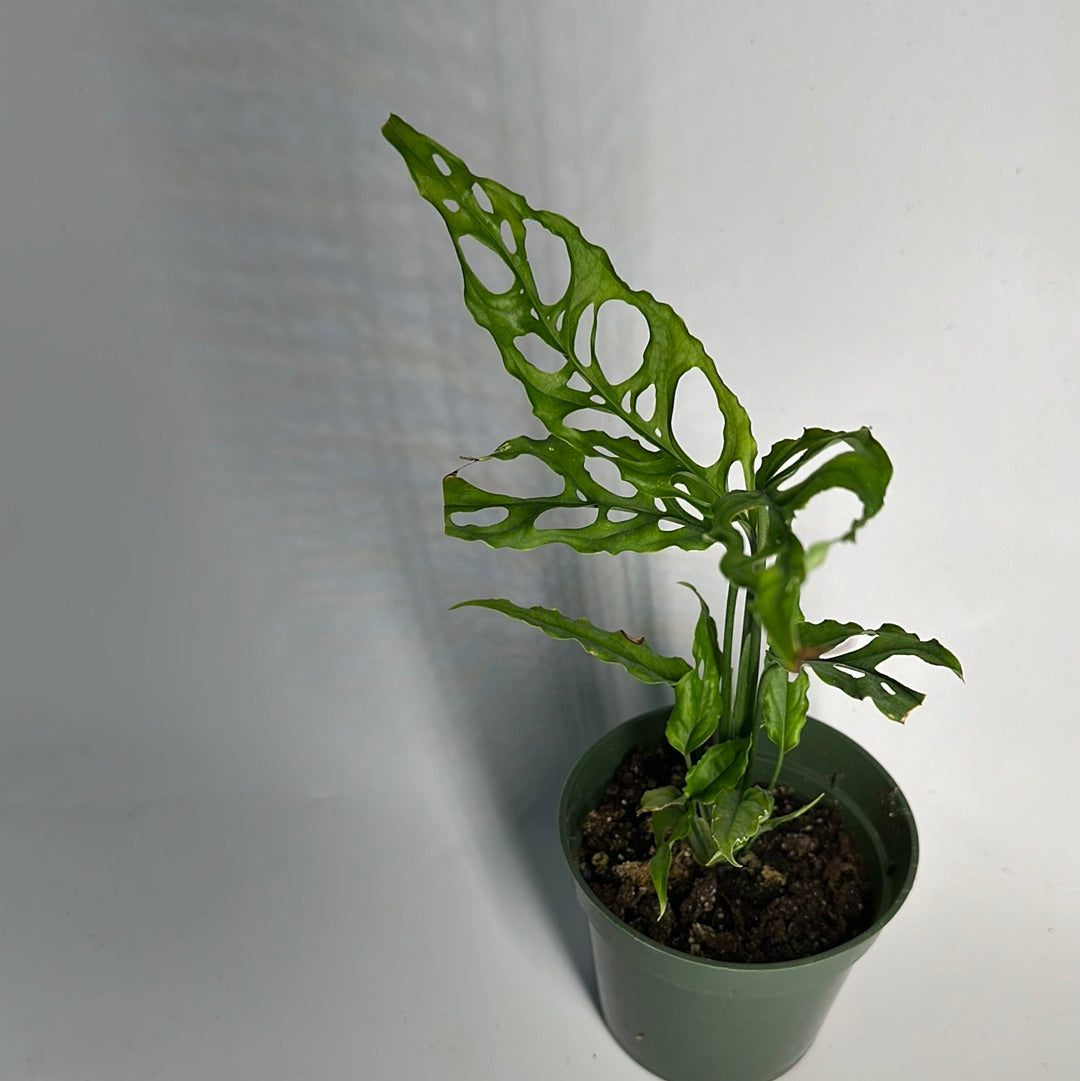 Monstera Obliqua Peru